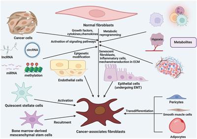 Intercellular crosstalk between cancer cells and cancer-associated fibroblasts via exosomes in gastrointestinal tumors